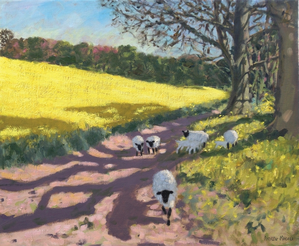 ANDREW MACARA  - yellow field and sheep