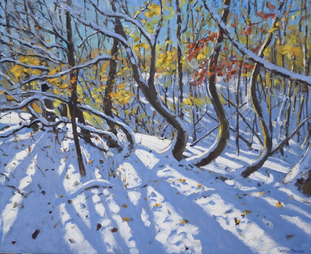 ANDREW MACARA  - curved trees, allestree wood, derbyshire