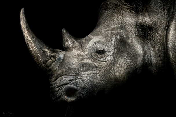Rhino