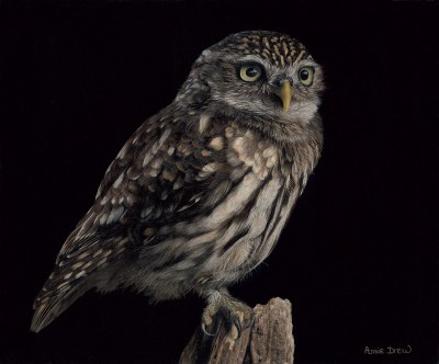 British Artist Annie Drew - Little Owl