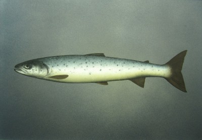 DONALD PROVAN - seatrout