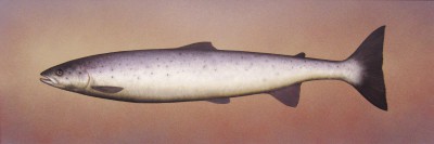 DONALD PROVAN - salmon