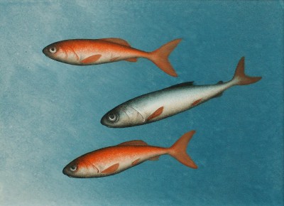 DONALD PROVAN - escort