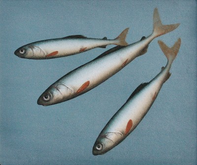 DONALD PROVAN - trio