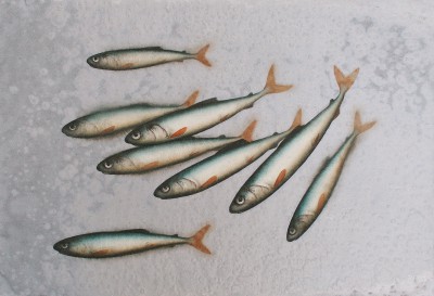 DONALD PROVAN - shoal on silvery grey