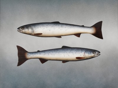 DONALD PROVAN - two sides (grilse)