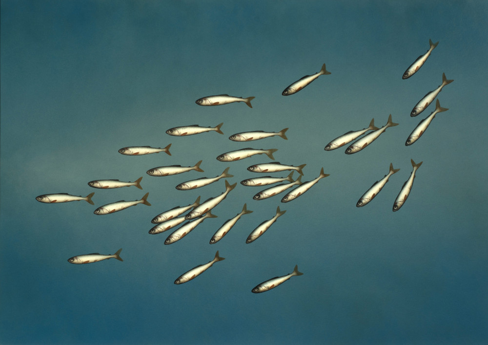 DONALD PROVAN - descend