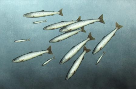 DONALD PROVAN - sea trout