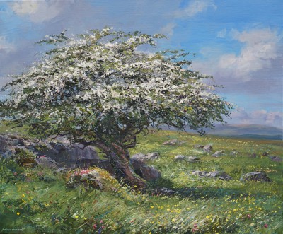 Mayblossom, High Edge