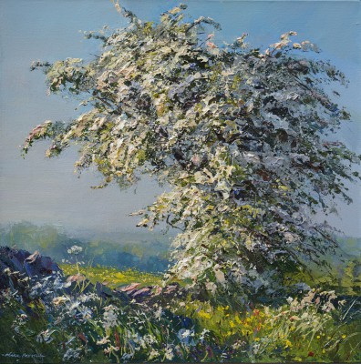 MARK PRESTON - hawthorn blossom in late sunlight