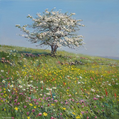 MARK PRESTON - meadow flowers and mayblossom, hollinsclough