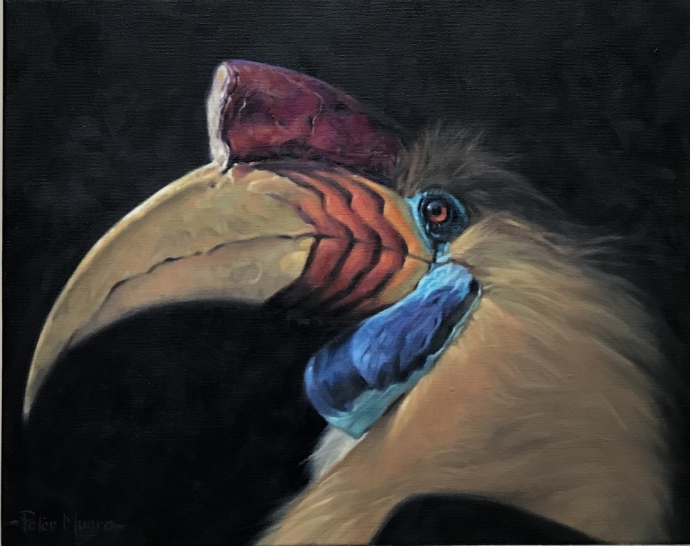 Peter Munro - hornbill