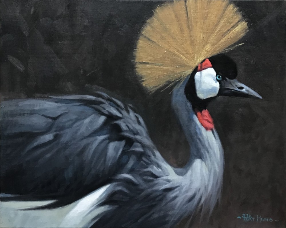 Peter Munro - grey crowned crane 