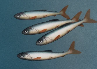Quartet