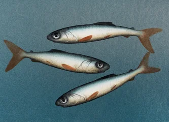 Trio