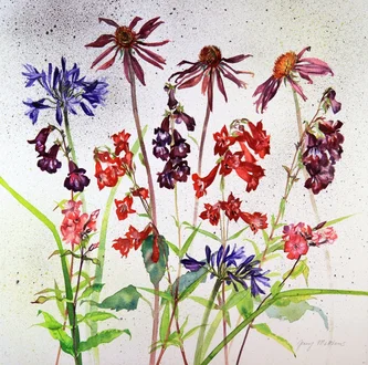 Penstemon