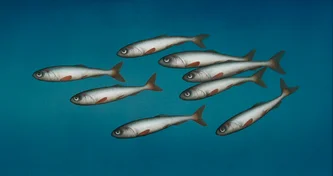 Scottish Artist DONALD PROVAN - Shoal of Eight