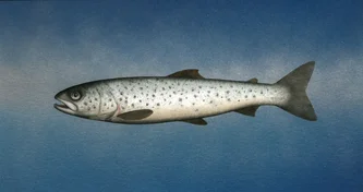 Scottish Artist DONALD PROVAN - Seatrout