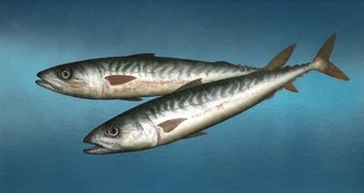 Scottish Artist DONALD PROVAN - Double Mackerel